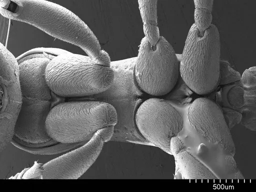 Platythyrea punctata specimen ANTWEB1008574 image antweb1008574_1