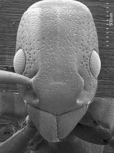 Platythyrea punctata specimen ANTWEB1008574 image antweb1008574_2