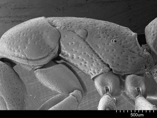Platythyrea punctata specimen ANTWEB1008574 image antweb1008574_3