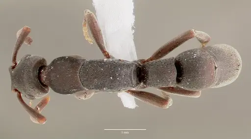 Platythyrea punctata specimen CASENT0003323 image casent0003323_1