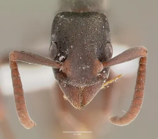 Platythyrea punctata specimen CASENT0003323 image casent0003323_2