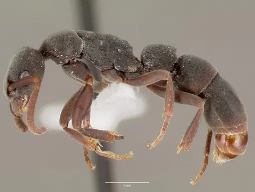 Platythyrea punctata specimen CASENT0003323 image casent0003323_3