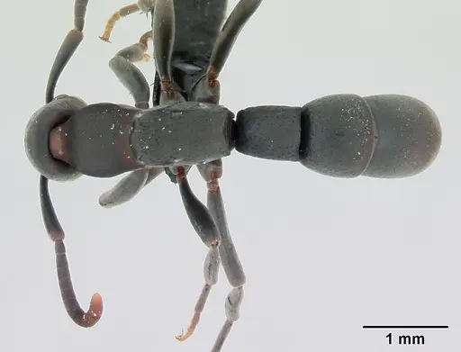 Platythyrea punctata specimen CASENT0006819 image casent0006819_1