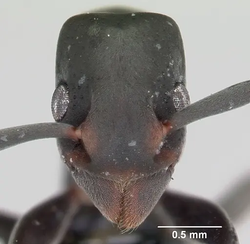 Platythyrea punctata specimen CASENT0006819 image casent0006819_2