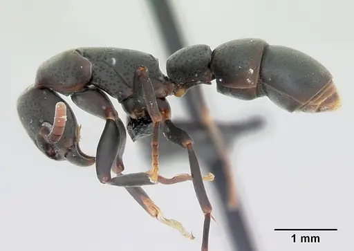Platythyrea punctata specimen CASENT0006819 image casent0006819_3