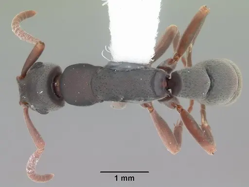 Platythyrea punctata specimen CASENT0103910 image casent0103910_1