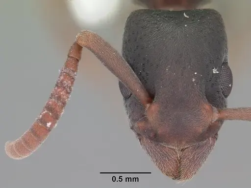 Platythyrea punctata specimen CASENT0103910 image casent0103910_2