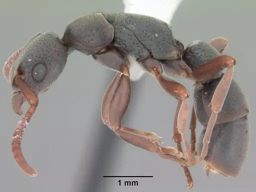Platythyrea punctata specimen CASENT0103910 image casent0103910_3
