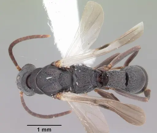 Platythyrea punctata specimen CASENT0104428 image casent0104428_1