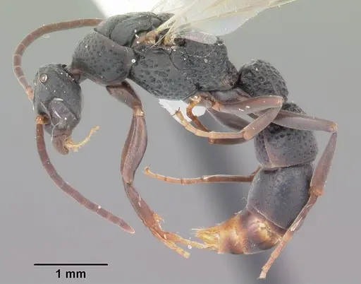 Platythyrea punctata specimen CASENT0104428 image casent0104428_3