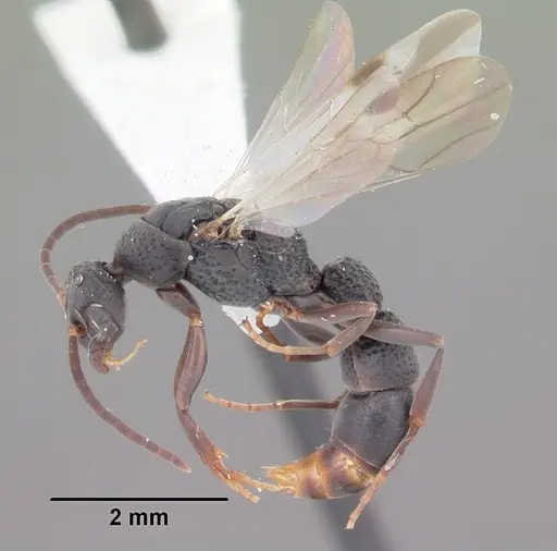 Platythyrea punctata specimen CASENT0104428 image casent0104428_4