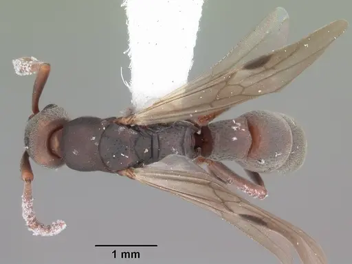 Platythyrea punctata specimen CASENT0104429 image casent0104429_1
