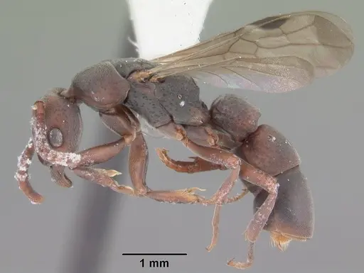 Platythyrea punctata specimen CASENT0104429 image casent0104429_3