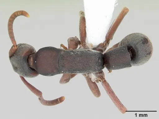 Platythyrea punctata specimen CASENT0104740 image casent0104740_1