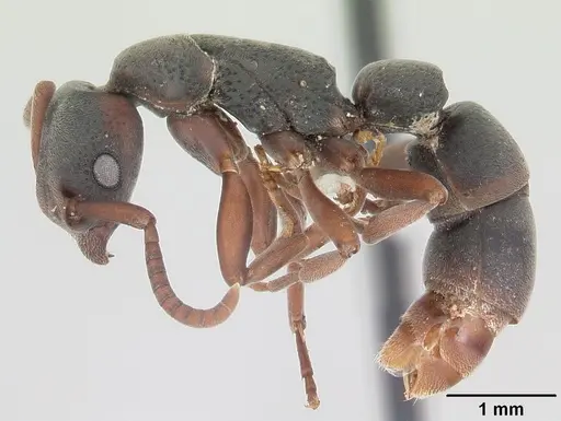 Platythyrea punctata specimen CASENT0104740 image casent0104740_3