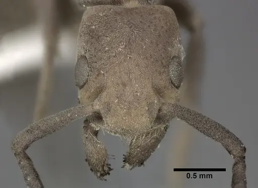 Platythyrea punctata specimen CASENT0246698 image casent0246698_2