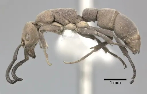 Platythyrea punctata specimen CASENT0246698 image casent0246698_3
