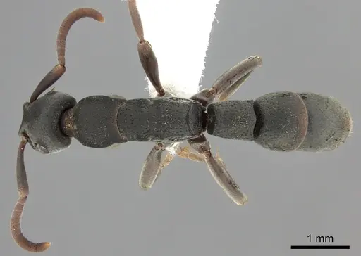 Platythyrea punctata specimen CASENT0260482 image casent0260482_1