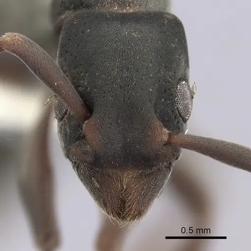 Platythyrea punctata specimen CASENT0260482 image casent0260482_2