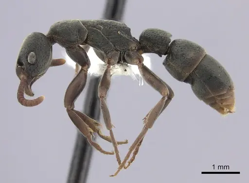 Platythyrea punctata specimen CASENT0260482 image casent0260482_3