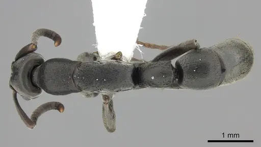 Platythyrea punctata specimen CASENT0260483 image casent0260483_1