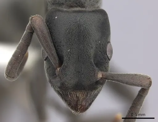 Platythyrea punctata specimen CASENT0260483 image casent0260483_2
