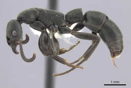 Platythyrea punctata specimen CASENT0260483 image casent0260483_3