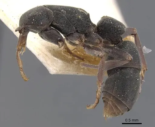 Platythyrea punctata specimen CASENT0907127 image casent0907127_3