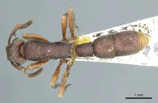 Platythyrea punctata specimen CASENT0915905 image casent0915905_1
