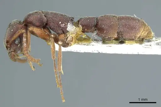 Platythyrea punctata specimen CASENT0915905 image casent0915905_3