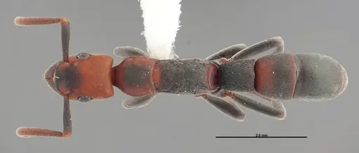 Platythyrea punctata specimen FMNHINS0000088649 image fmnhins0000088649_1