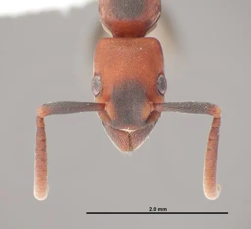 Platythyrea punctata specimen FMNHINS0000088649 image fmnhins0000088649_2