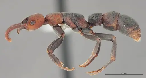 Platythyrea punctata specimen FMNHINS0000088649 image fmnhins0000088649_3