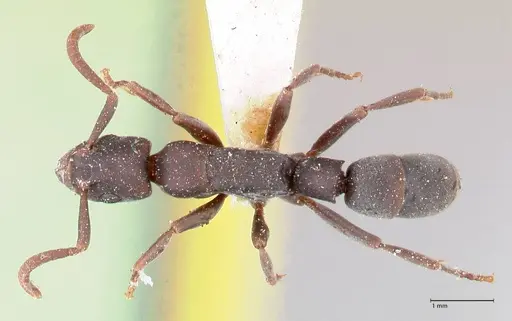 Platythyrea punctata specimen FOCOL0857 image focol0857_1