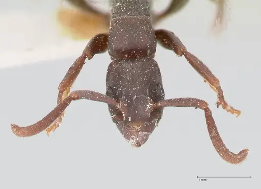 Platythyrea punctata specimen FOCOL0857 image focol0857_2