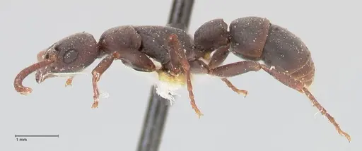 Platythyrea punctata specimen FOCOL0857 image focol0857_3