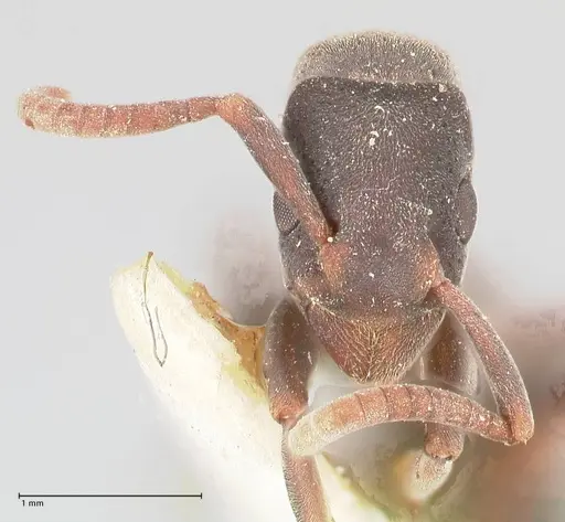 Platythyrea punctata specimen FOCOL0858 image focol0858_2