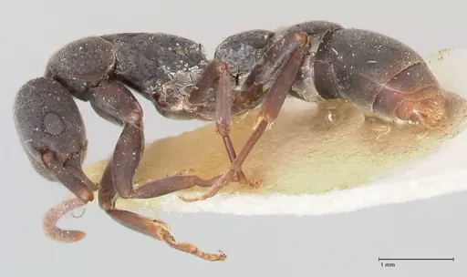 Platythyrea punctata specimen FOCOL0858 image focol0858_3
