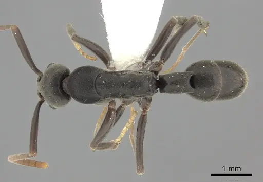 Platythyrea quadridenta specimen CASENT0260484 image casent0260484_1