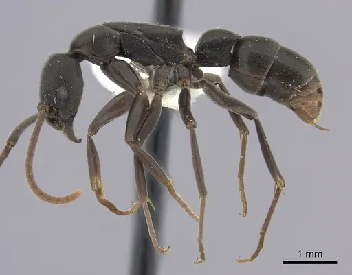 Platythyrea quadridenta specimen CASENT0260484 image casent0260484_3