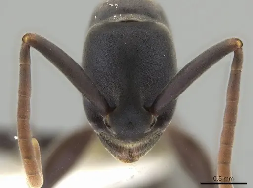 Platythyrea quadridenta specimen CASENT0634801 image casent0634801_2