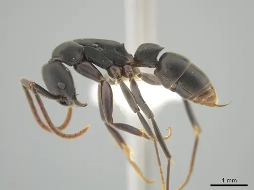 Platythyrea quadridenta specimen CASENT0634801 image casent0634801_3