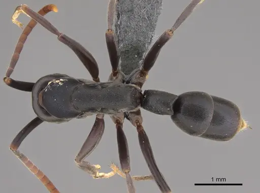 Platythyrea quadridenta specimen CASENT0746017 image casent0746017_1