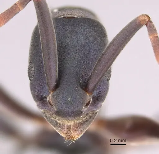 Platythyrea quadridenta specimen CASENT0746017 image casent0746017_2
