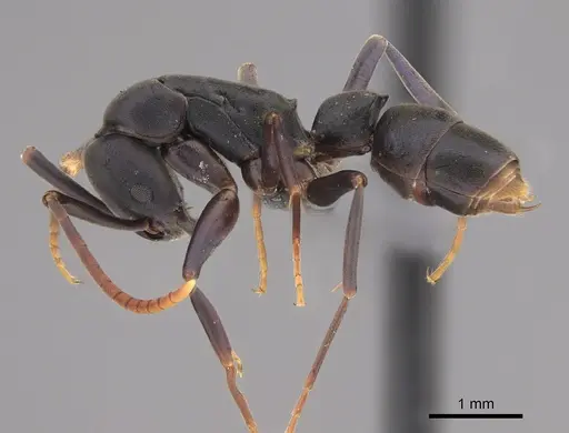 Platythyrea quadridenta specimen CASENT0746017 image casent0746017_3