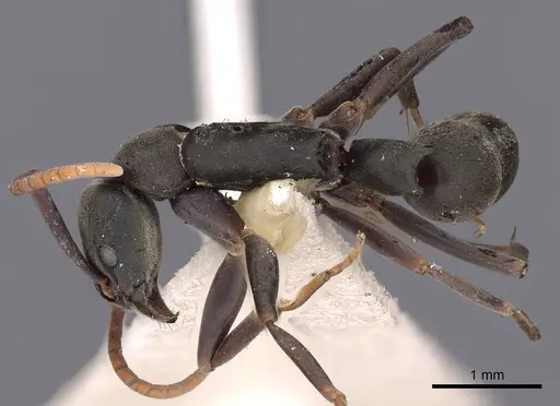 Platythyrea quadridenta specimen CASENT0900569 image casent0900569_1