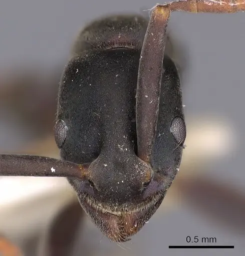 Platythyrea quadridenta specimen CASENT0900569 image casent0900569_2