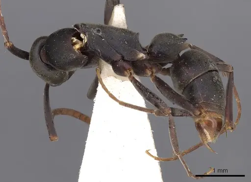 Platythyrea quadridenta specimen CASENT0900569 image casent0900569_3