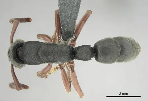 Platythyrea schultzei specimen CASENT0250184 image casent0250184_1