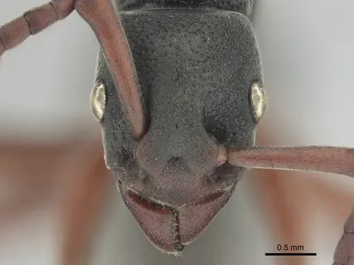 Platythyrea schultzei specimen CASENT0250184 image casent0250184_2